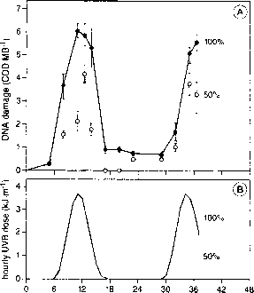 Dna Photorepair