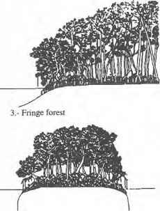 地形Ofmangrove