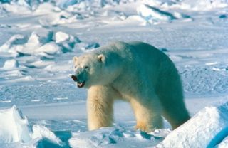 polar_bear_usfws1.jpg