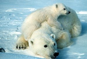 polar_bear_scott_schliebe_usfws.jpg