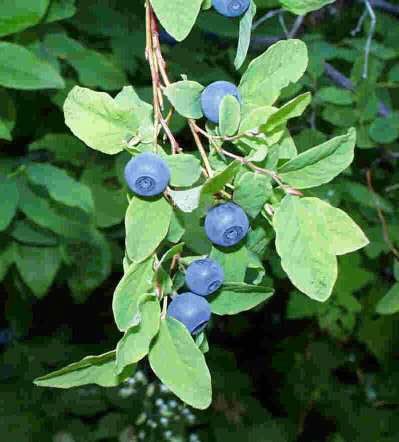 oval-leaved-bilberry-vaccinium-ovalifolium.jpg