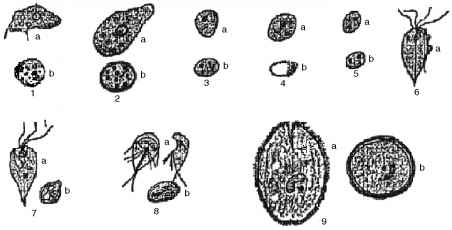 图片发现生物体粪便