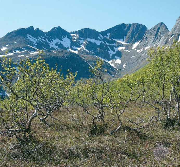 山地森林