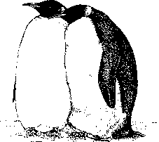 蛋Pinguim Imperador Desenho Gigante