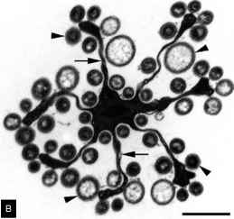 原核生物气候raybet雷竞技最新