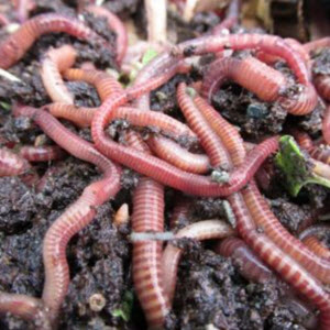 Worm Farming Secrets