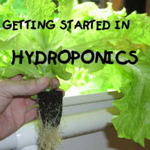 Hydroponics Simplified