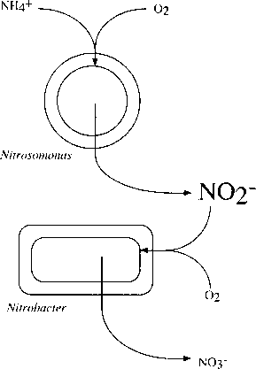 硝化作用