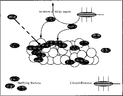 硝化作用机制