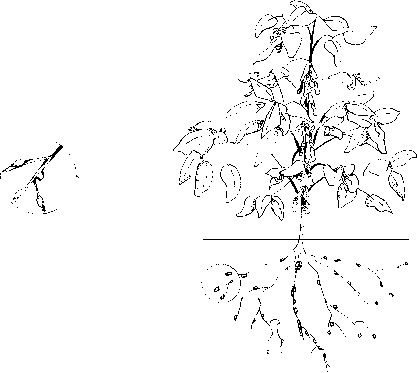 生命周期根茎放射性杆菌