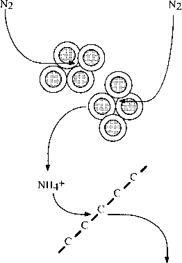 Line Drawing Nitrogen Cycle