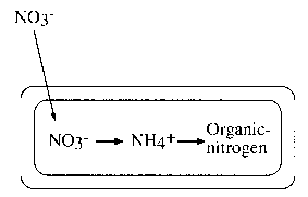 Ammonia Assimilation Equation