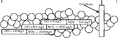 硝化作用的分子