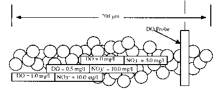 哪里发生反硝化作用