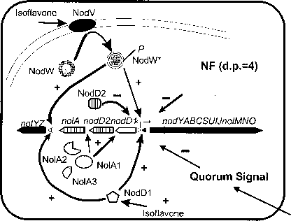 Nod基因慢生根瘤菌