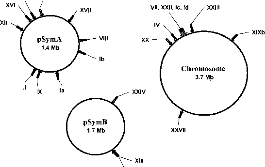 基因组Selex