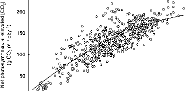 棉花植物光合作用