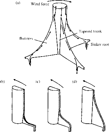 板状根仿真