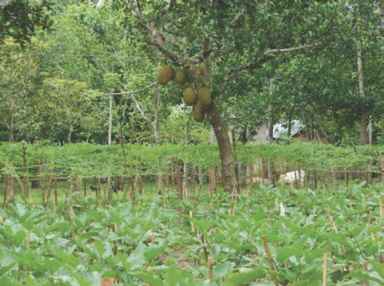 Homestead Agroforestry