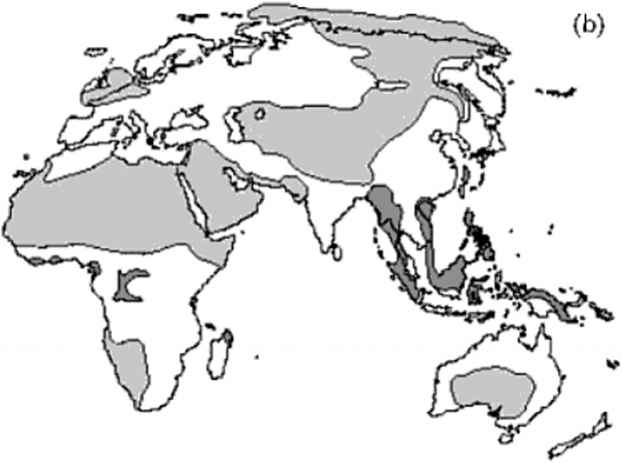 图片植物温带森林