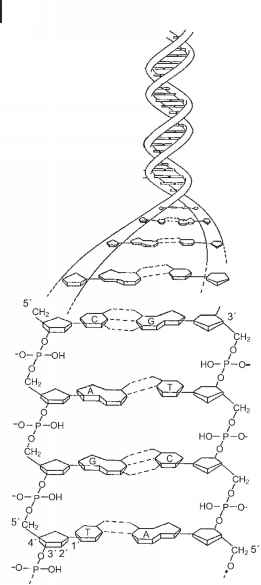 Dna Ttc什么反密码子