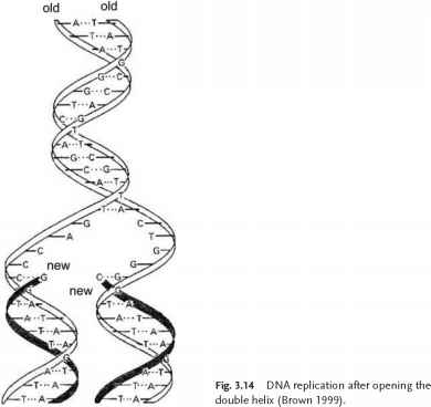 Dna分子氧