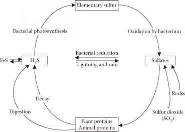 Sulphur Cycle Ecosystem