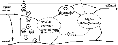 Heterotrophic Anaerobic Bacteria Pond