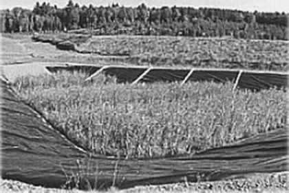 Reed Beds Absorb Residues